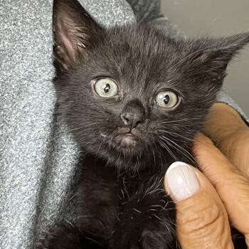 Baby Millie -  Domestic Short Hair Cat for Adoption in Parkland, Florida - Baby Millie | PetCurious