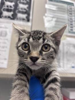 SERGEANT PURRKINS -  Domestic Short Hair Cat for Adoption in Las Vegas, Nevada - SERGEANT PURRKINS | PetCurious
