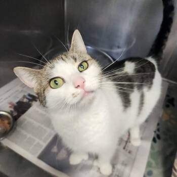 Nala -  Domestic Short Hair Cat for Adoption in Brockton, Massachusetts - Nala | PetCurious