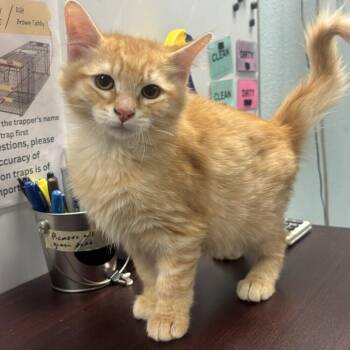 Cheddar -  Domestic Medium Hair Cat for Adoption in Albuquerque, New Mexico - Cheddar | PetCurious