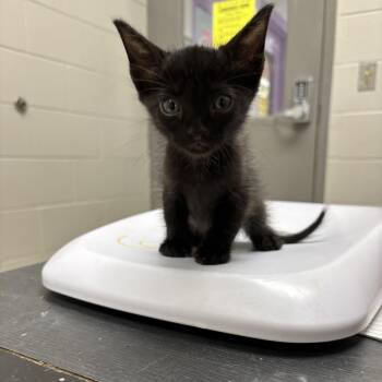 Dude -  Domestic Short Hair Cat for Adoption in Lufkin, Texas - Dude | PetCurious