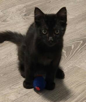 Honkybubbles -  Domestic Medium Hair Cat for Adoption in Sedalia, Colorado - Honkybubbles | PetCurious