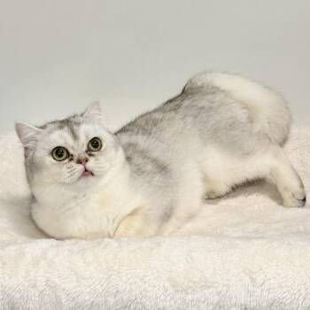 Elspeth -  Persian Cat for Adoption in East Hampton, New York - Elspeth | PetCurious