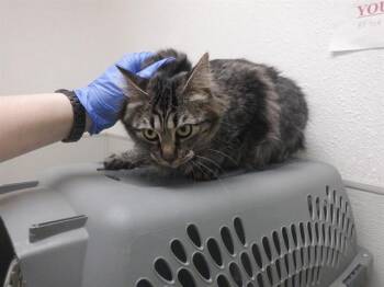 BIG BERTHA -  Domestic Long Hair and Domestic Short Hair Cat for Adoption in Oroville, California - BIG BERTHA | PetCurious