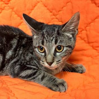 Mufasa -  Domestic Short Hair Cat for Adoption in Waterloo, Iowa - Mufasa | PetCurious
