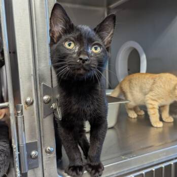 Beefy 5-Layer Burrito -  Domestic Short Hair Cat for Adoption in Aberdeen, Washington - Beefy 5-Layer Burrito | PetCurious