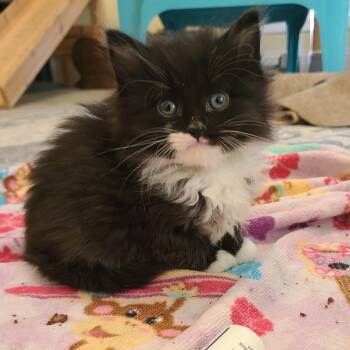 Domestic Long Hair and Tuxedo Cats Available for Adoption in Greensboro, Georgia - Imani - Winterville, GA | PetCurious