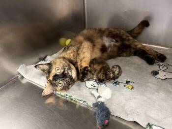 Maddaline -  Domestic Short Hair Cat for Adoption in Wantagh, New York - Maddaline | PetCurious