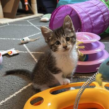 Waffles -  Domestic Medium Hair Cat for Adoption in Ferndale, Michigan - Waffles | PetCurious