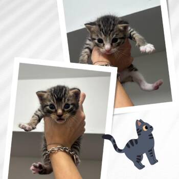 Grant -  Domestic Short Hair Cat for Adoption - Grant | PetCurious