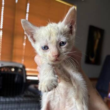Nunya Business -  Domestic Short Hair Cat for Adoption in Boerne, Texas - Nunya Business | PetCurious