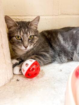 Domestic Short Hair Cats Available for Adoption - Gemina | PetCurious