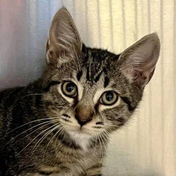 Shuffle -  Domestic Short Hair Cat for Adoption in Walnut Creek, California - Shuffle | PetCurious
