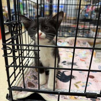 Ted -  Domestic Short Hair Cat for Adoption in NEW PT RICHEY, Florida - Ted | PetCurious