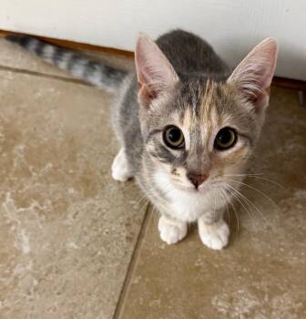 Monroe -  Tabby Cat for Adoption in San Antonio, Texas - Monroe | PetCurious