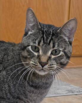 Domestic Short Hair Cats Available for Adoption - PJ | PetCurious