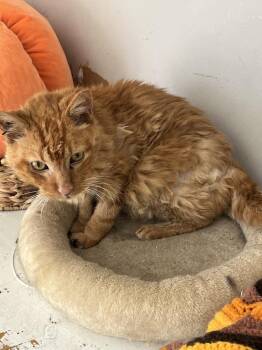 Oscar -  Domestic Short Hair Cat for Adoption in Hoffman Estates, Illinois - Oscar | PetCurious