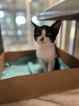 BLACKEY -  Domestic Short Hair Cat for Adoption in Baytown, Texas - BLACKEY | PetCurious
