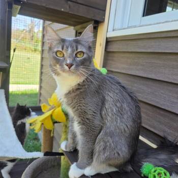 Domestic Medium Hair Cats Available for Adoption in Wind Gap, Pennsylvania - Eevee | PetCurious