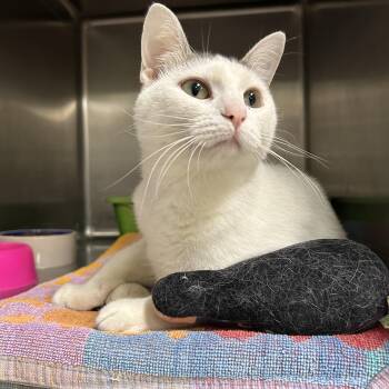 Winnie -  Domestic Short Hair Cat for Adoption in La Grange Park, Illinois - Winnie | PetCurious