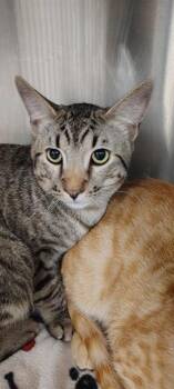 Domestic Short Hair Cats Available for Adoption - BOSCOE | PetCurious