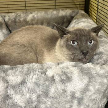 LOKI -  Siamese Cat for Adoption in Richmond, California - LOKI | PetCurious