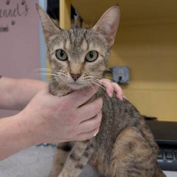 Nova -  Domestic Short Hair Cat for Adoption in Huntsville, Arkansas - Nova | PetCurious