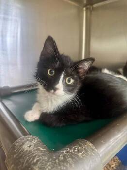 Spark Plug -  Domestic Medium Hair Cat for Adoption in Lunenburg, Massachusetts - Spark Plug | PetCurious