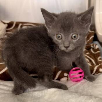 Domestic Short Hair Cats Available for Adoption in West Palm Beach, Florida - Seal | PetCurious