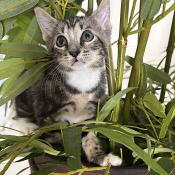 Anika -  Tabby and Domestic Short Hair Cat for Adoption in Miami, Florida - Anika | PetCurious