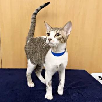 Junipurr -  Domestic Short Hair Cat for Adoption in Brentwood, Missouri - Junipurr | PetCurious