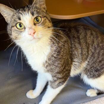 Mavis -  Domestic Short Hair Cat for Adoption in Middlebury, Vermont - Mavis | PetCurious