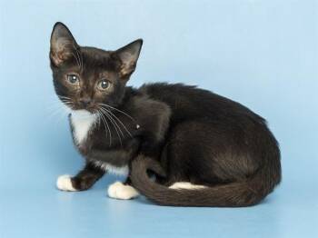 MAC -  Domestic Short Hair Cat for Adoption in Phoenix, Arizona - MAC | PetCurious