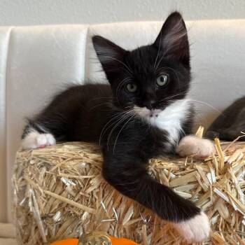 Souffle -  Domestic Short Hair Cat for Adoption in NEW PT RICHEY, Florida - Souffle | PetCurious