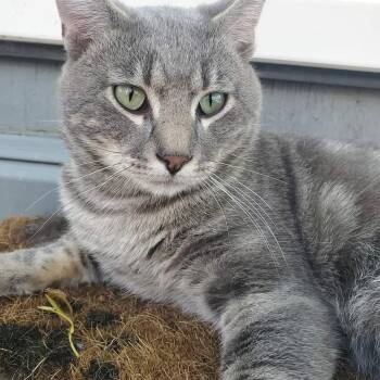 Mona (f) 3yrs polydactyl silver tabby -  Extra Toes Cat Hemingway Polydactyl Cat Available for Adoption in Ottawa, Ontario - Mona (f) 3yrs Polydactyl Silver Tabby | PetCurious