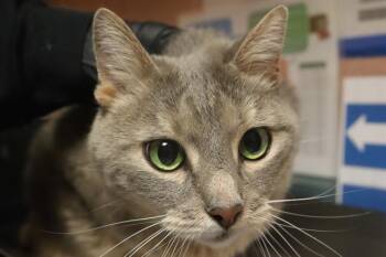 Domestic Short Hair Cats Available for Adoption in Columbia, South Carolina - DARCY | PetCurious