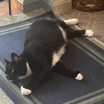 Tacoma *Avail by appt* -  Domestic Short Hair Cat for Adoption in Kennebunk, Maine - Tacoma *Avail By Appt* | PetCurious