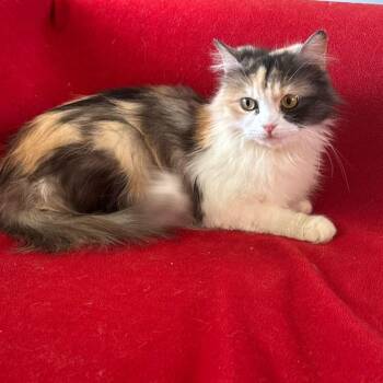 Siberian and Persian Cats Available for Adoption in Brampton, Ontario - Ellie | PetCurious