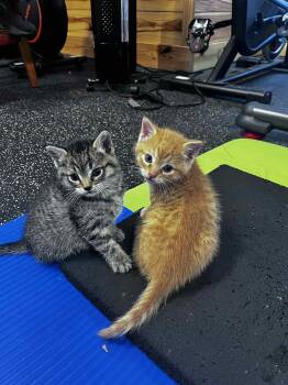 Domestic Short Hair Cats Available for Adoption - Benedict | PetCurious