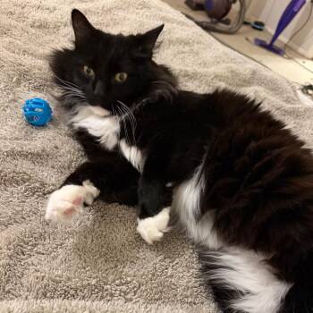 Sullivan -  Domestic Long Hair and Domestic Medium Hair Cat for Adoption in Houston, Texas - Sullivan | PetCurious