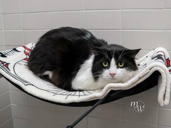 LIZARD -  Domestic Medium Hair and Domestic Short Hair Cat for Adoption in Omaha, Nebraska - LIZARD | PetCurious