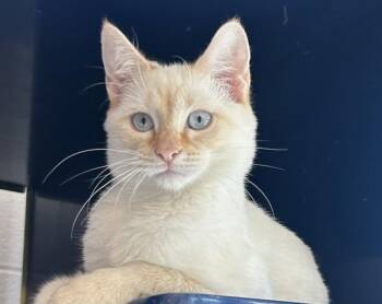 Cash -  Domestic Short Hair Cat for Adoption in Golden, Colorado - Cash | PetCurious