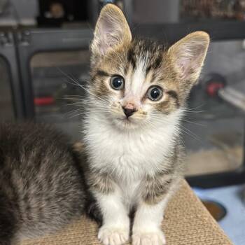 Dinah 2263 -  Domestic Short Hair Cat Available for Adoption in Kansas City, Missouri - Dinah 2263 | PetCurious