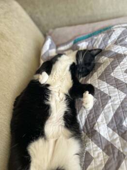 Ivy (Courtesy Post_ -  Domestic Short Hair Cat for Adoption in Denver, Colorado - Ivy (Courtesy Post_ | PetCurious
