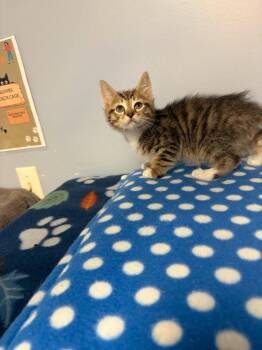Arrow -  Domestic Short Hair Cat for Adoption in Lovingston, Virginia - Arrow | PetCurious