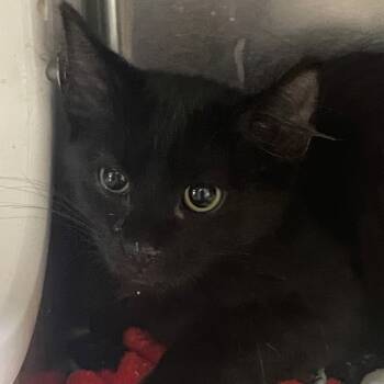 Rescue Domestic Medium Hair Cats for Adoption in Cumming, Georgia - Badger | PetCurious