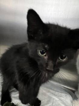 Domestic Short Hair Cats Available for Adoption - Andrea (Brave) | PetCurious