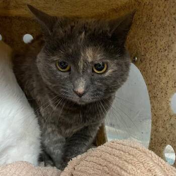 Ember (Cat 32) -  Domestic Short Hair Cat for Adoption in Roanoke, Virginia - Ember (Cat 32) | PetCurious