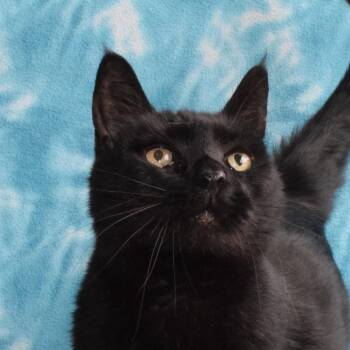 Couthy -  American Shorthair Cat for Adoption in Eureka, California - Couthy | PetCurious