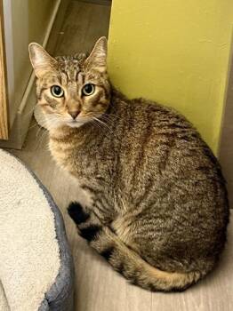 Tony Caramel -  Domestic Short Hair Cat for Adoption in Downers Grove, Illinois - Tony Caramel | PetCurious